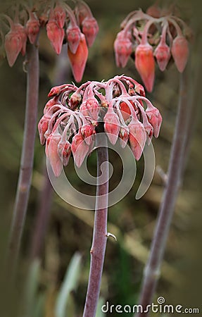 Mother of Millions Flower Stock Photo