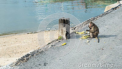 Mother monkey with the baby eating mangoes Stock Photo