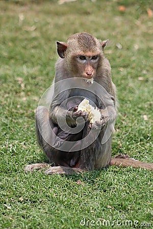 Mother monkey with baby eats fresh fruit Stock Photo