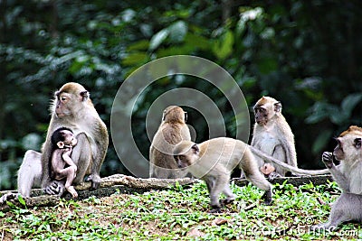 Mother Monkey and baby and family in forest Stock Photo