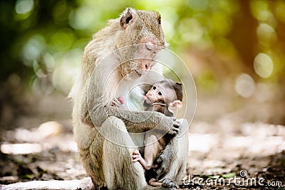 Mother monkey with a baby monkey Stock Photo