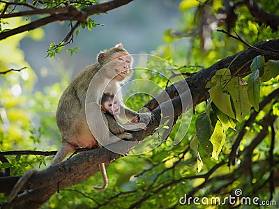 Mother monkey and baby on tree in natural forest. She hug baby in her arms with love and warm, it good mood, sits with cheeky Stock Photo