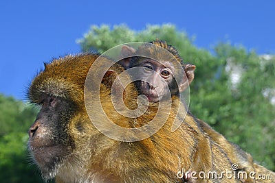 Mother monkey with a cub Stock Photo