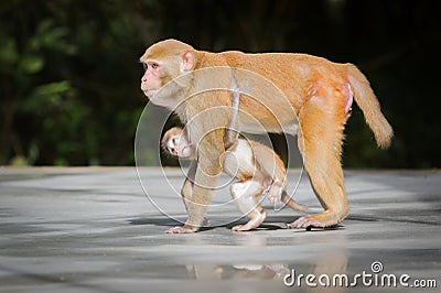 Mother monkey is feeding her baby Stock Photo