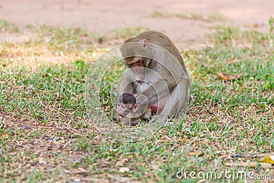 Mother monkey finding louse and cootie for baby monkey Stock Photo