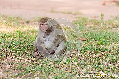 Mother monkey finding louse and cootie for baby monkey Stock Photo