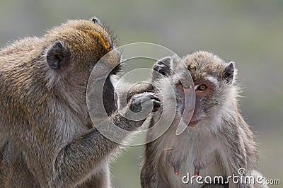 Mother monkey grooming child monkey Stock Photo