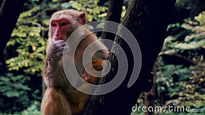 Mother monkey and her baby Stock Photo