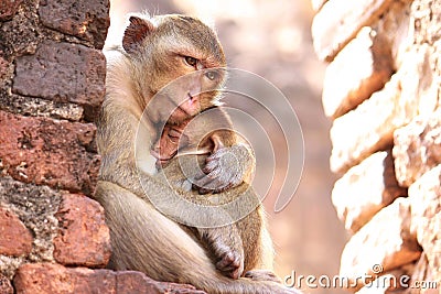 Mother Monkey Hug Baby Stock Photo