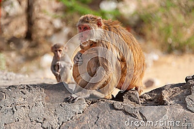 Mother monkey Rhesus macaque hugging her baby Stock Photo