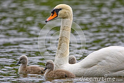 A Mother Mute Swan and Her Cygnets Swimming, Stratford, Ontario, Canada Stock Photo