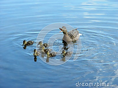 Mother with newborn ducklings Stock Photo