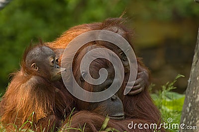 Mother orangutan and babies Stock Photo