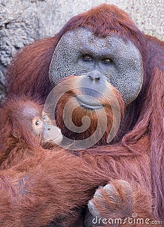 Mother orangutan with baby Stock Photo