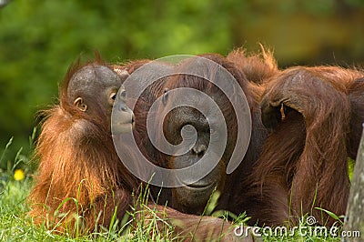 Mother orangutan and baby Stock Photo