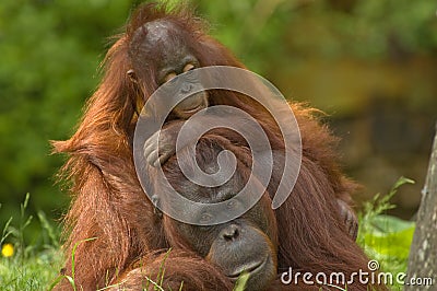 Mother orangutan and baby Stock Photo