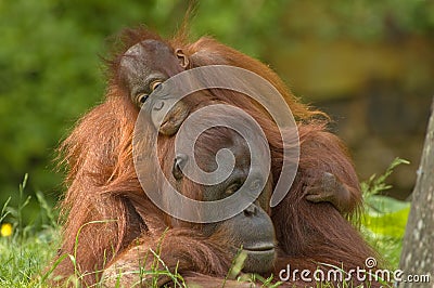 Mother orangutan and baby Stock Photo