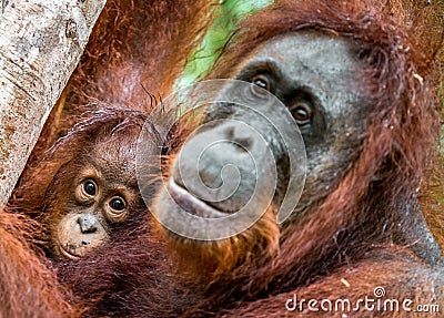 Mother orangutan and cub Stock Photo