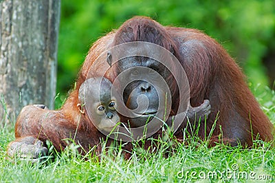 Mother orangutan with her baby Stock Photo