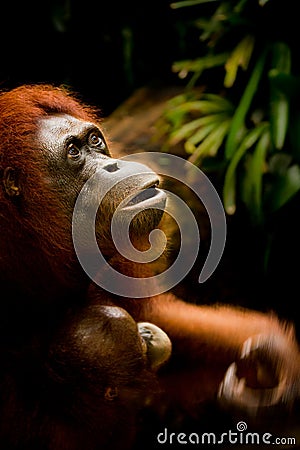 Mother Orangutan holding on to her child Stock Photo