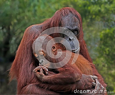 Mother Orangutan And her baby At Tampa Zoo. Stock Photo