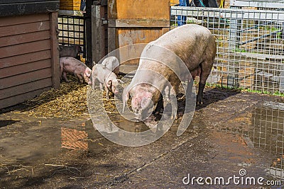 Mother pig with her piglets farm animals Stock Photo