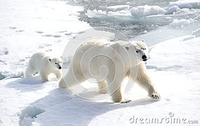 Mother polar bear and cub Stock Photo