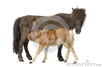 Mother poney and her foal feeding isolated on white Stock Photo