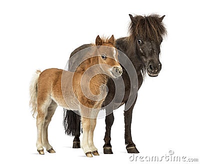 Mother poney and her foal isolated on white Stock Photo
