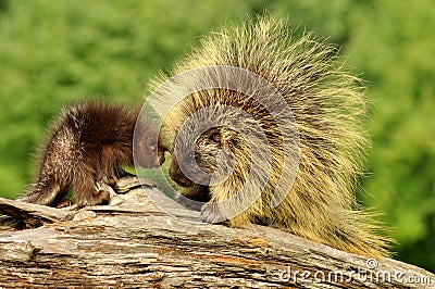 Mother porcupine and her baby Stock Photo