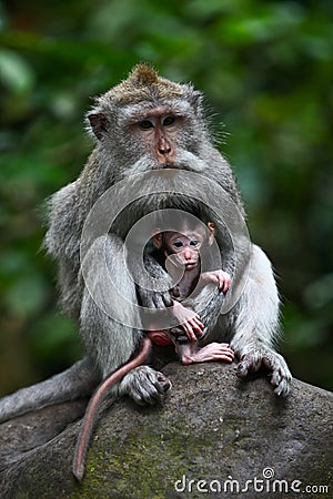 Mother protecting baby monkey Stock Photo
