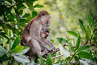 Mother Protecting Baby Monkey Stock Photo