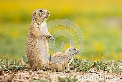 Mother protecting her newborn Stock Photo