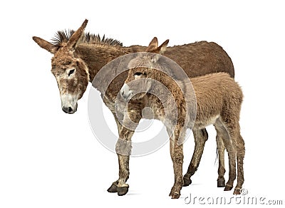 Mother provence donkey and her foal isolated on white Stock Photo