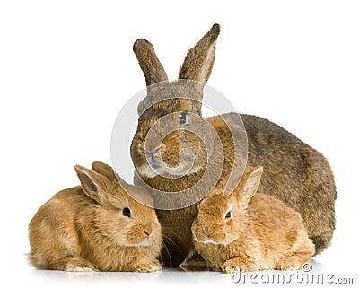 Mother Rabbit Stock Photo
