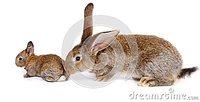 Mother rabbit with newborn bunny Stock Photo