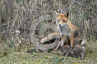 Mother Red fox Vulpes vulpes and her newborn red fox cubs. Amsterdamse Waterleiding Duinen in the Netherlands. Stock Photo