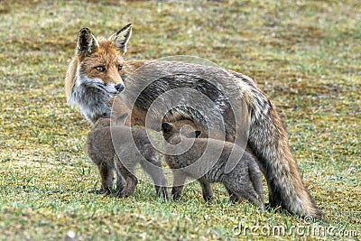 Mother Red fox Vulpes vulpes and her newborn red fox cubs. Amsterdamse Waterleiding Duinen in the Netherlands. Stock Photo