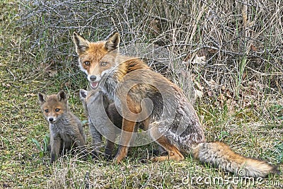 Mother Red fox Vulpes vulpes and her newborn red fox cubs. Amsterdamse Waterleiding Duinen in the Netherlands. Stock Photo