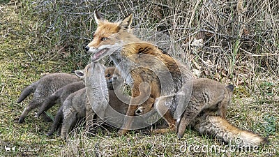 Mother Red fox Vulpes vulpes and her newborn red fox cubs. Amsterdamse Waterleiding Duinen in the Netherlands. Stock Photo