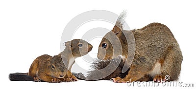 Mother Red squirrel and babies Stock Photo