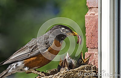 Mother Robin Feeding Babies Stock Photo