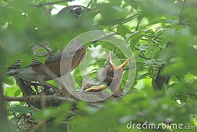 Mother Robin and Her Chicks Stock Photo