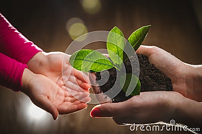 Mother`s hand giving young tree to a child for planting together in green nature background Stock Photo