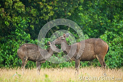 Mother Sambar deer grooming baby deer in the rain. Stock Photo