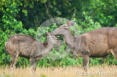 Mother Sambar deer grooming fawn in the rain. Tropical Forest ba Stock Photo