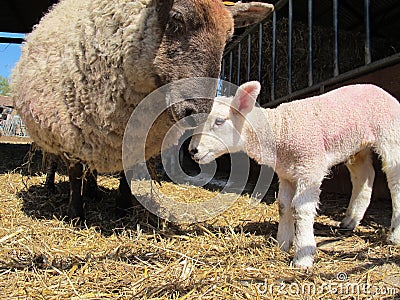 Mother Sheep and Baby Lamb Stock Photo