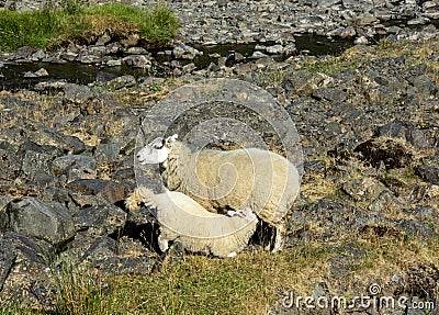 Mother Sheep Feeding her Lamb Stock Photo