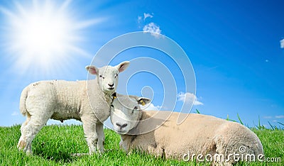 Mother sheep and her lamb in spring Stock Photo
