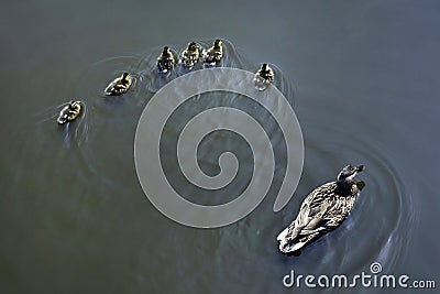 Mother and small duckling are swimming for food at the pond in the park in Russia Stock Photo